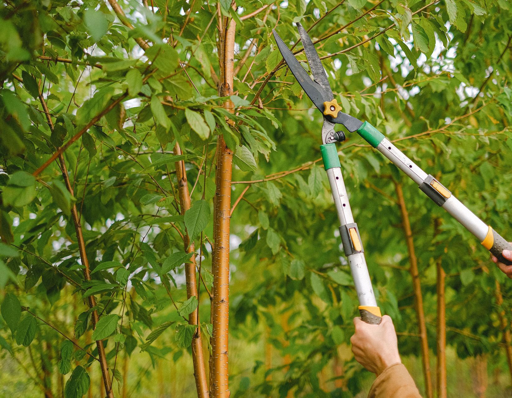 Side view of farmer with pruning shear trimming branches of tree with green leaves in orchard