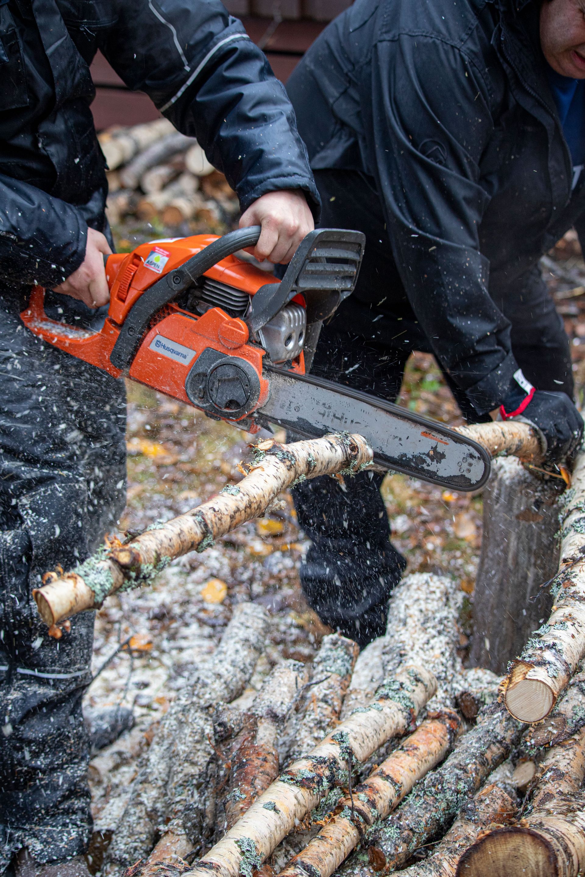 Two adults wearing protective workwear sawing birch wood with a chainsaw.