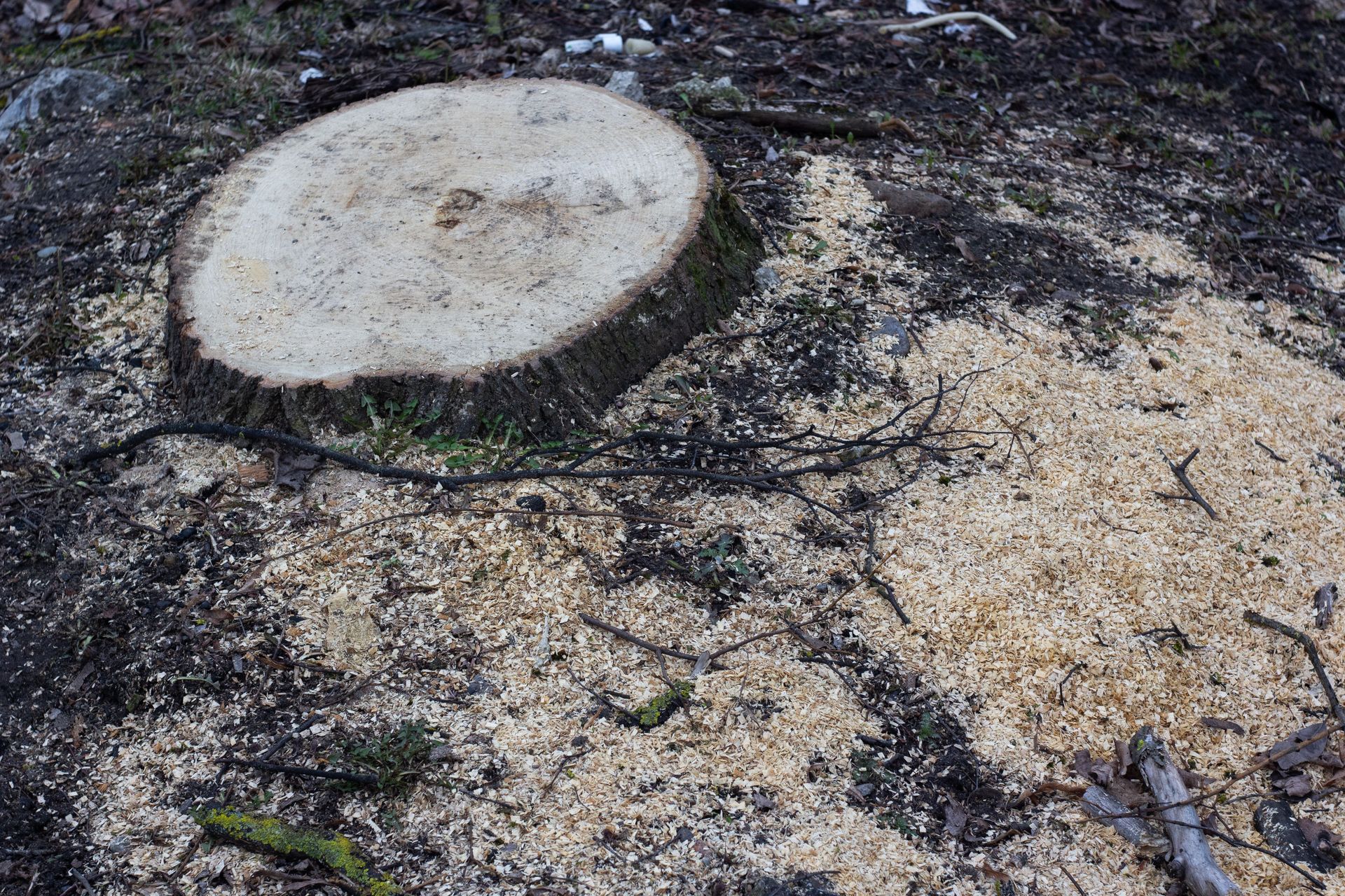 Close-up of a tree stump surrounded by sawdust in a forest setting, indicating recent cutting.