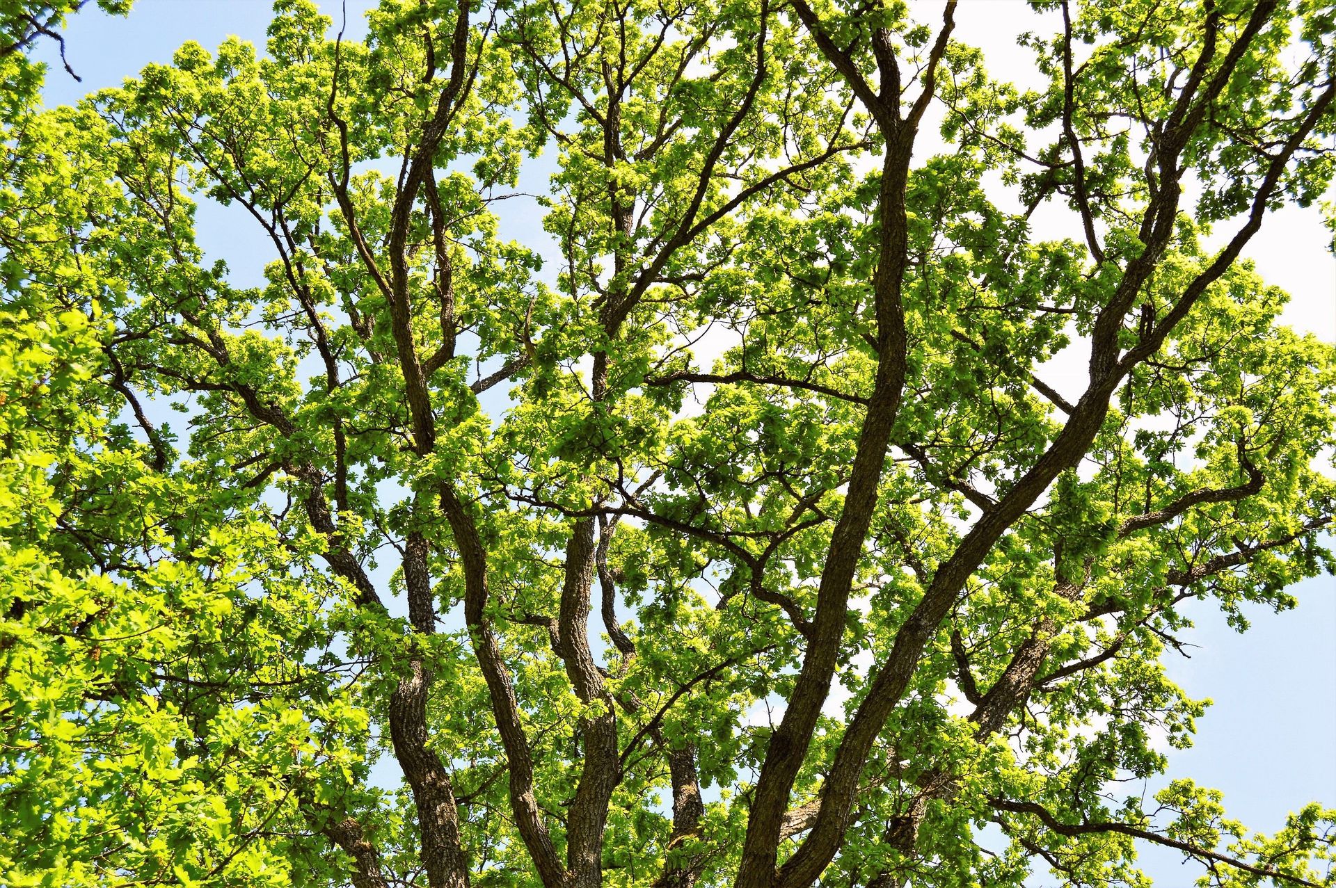 Vivid green oak tree leaves basking in summer sunlight in Jönköping, Sweden.