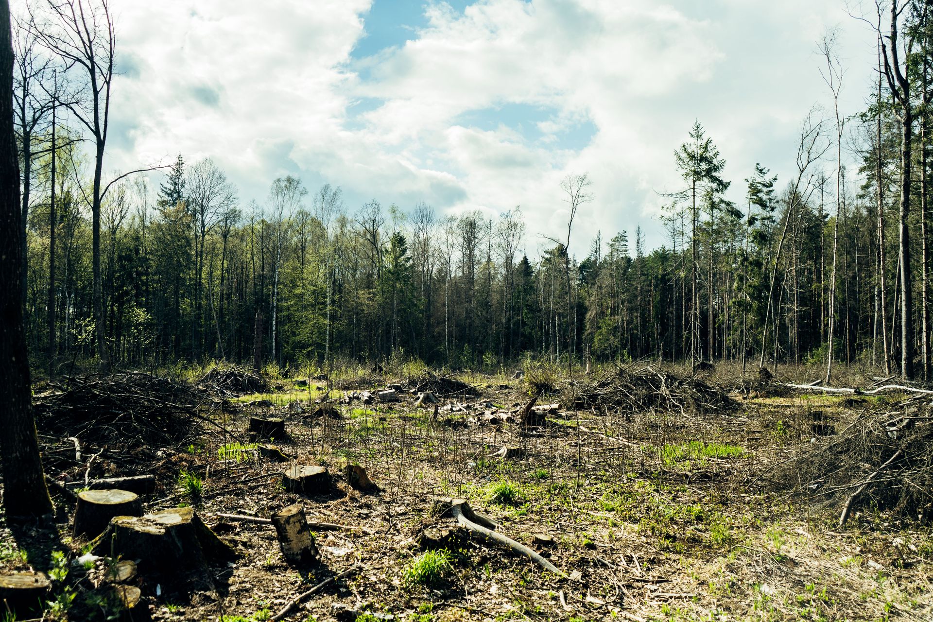 A sunlit deforested area showcasing tree stumps and a backdrop of lush, untouched forest.