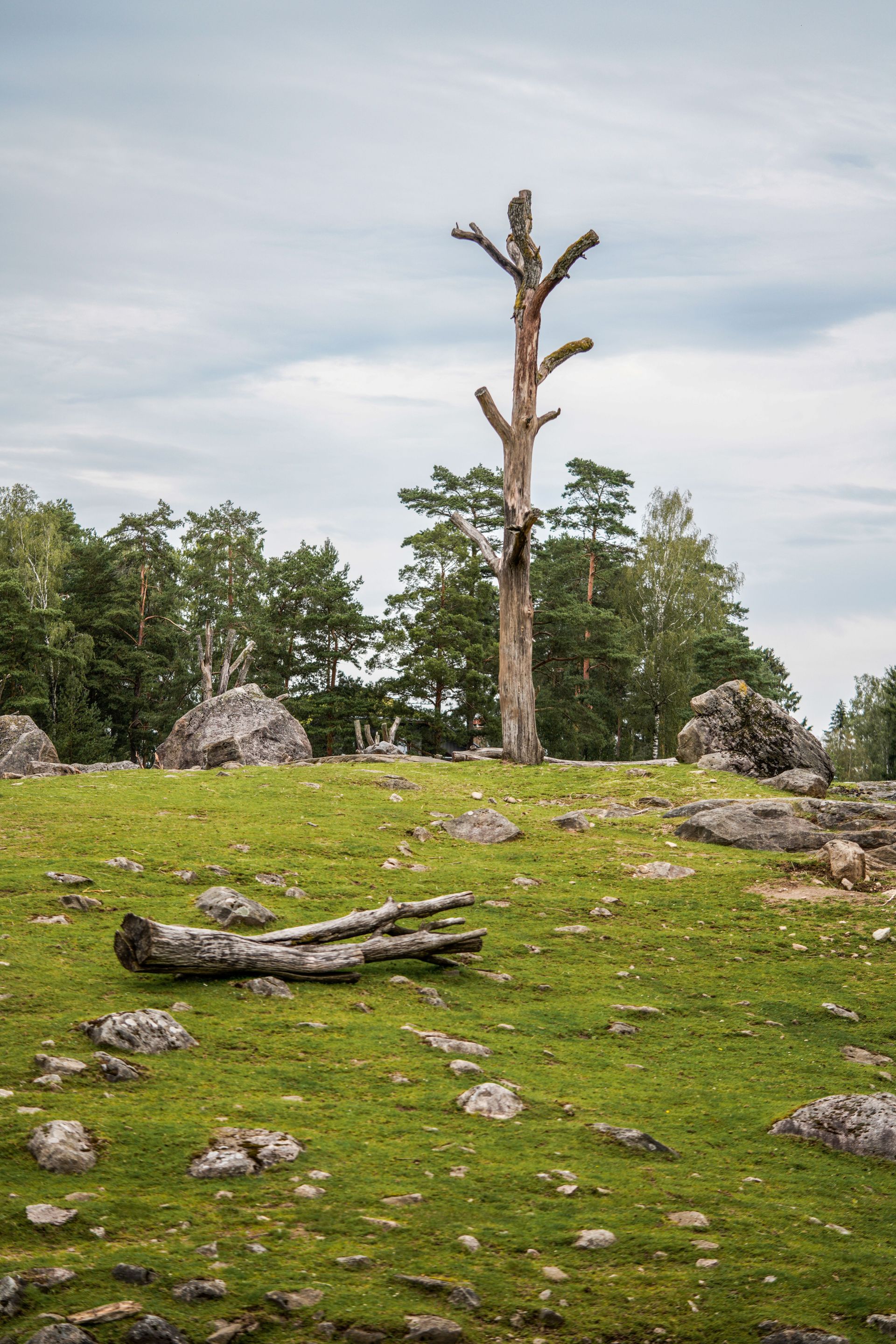 Peaceful outdoor scene featuring a dry tree among rocks on grassy terrain.
