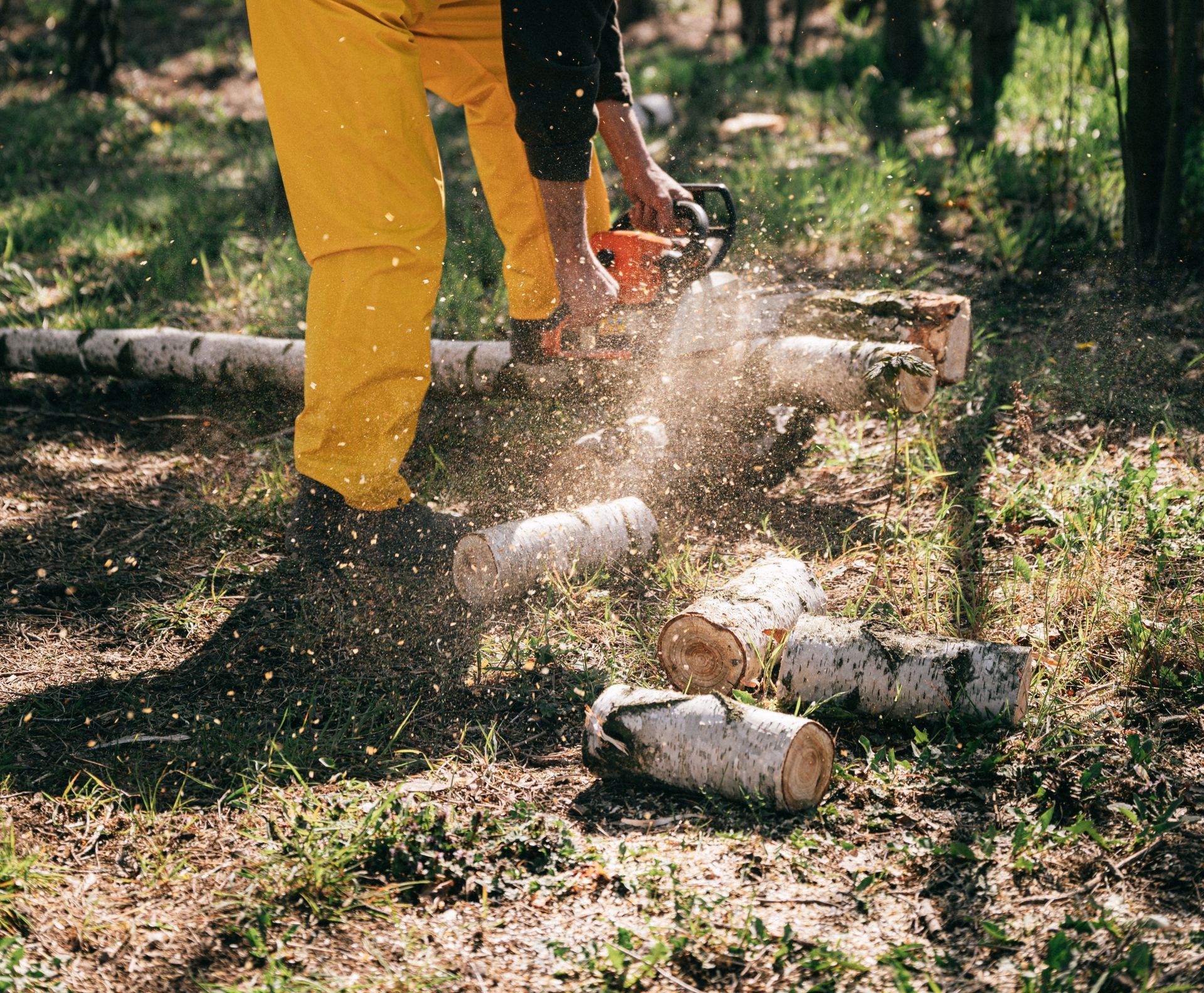 Side view full body unrecognizable woodcutter lumberjack in yellow workwear and black hat cutting log with modern gas chainsaw in forest during sunny day