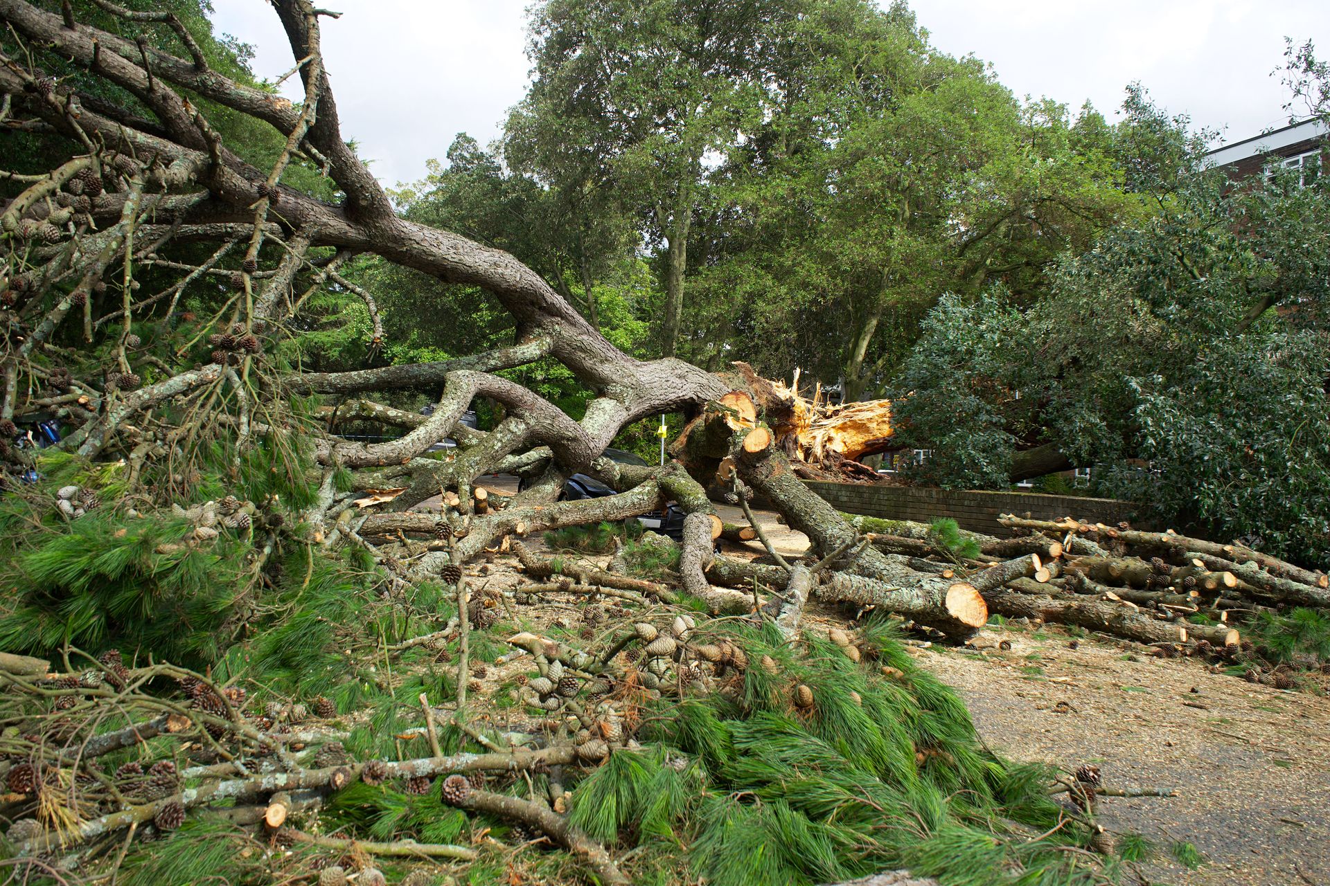 A large fallen tree with branches and logs scattered across a park pathway in the UK.