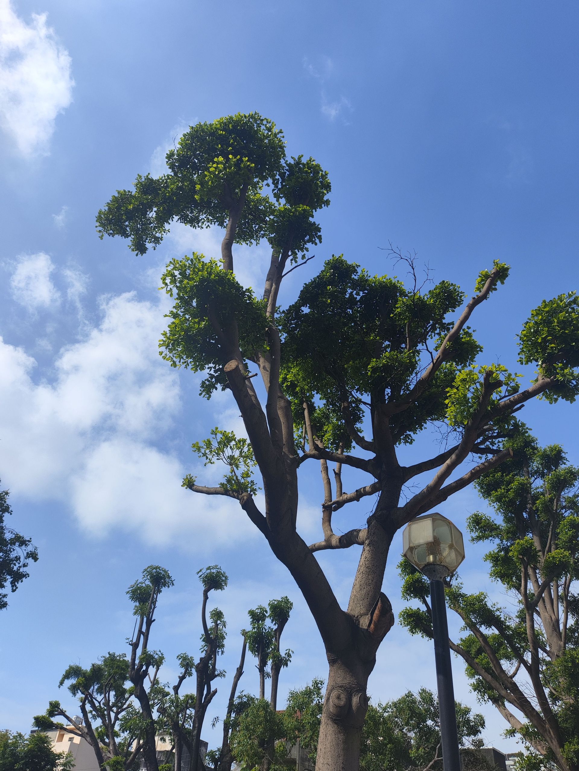 High-angle shot of pruned trees reaching towards a clear blue sky with scattered clouds.