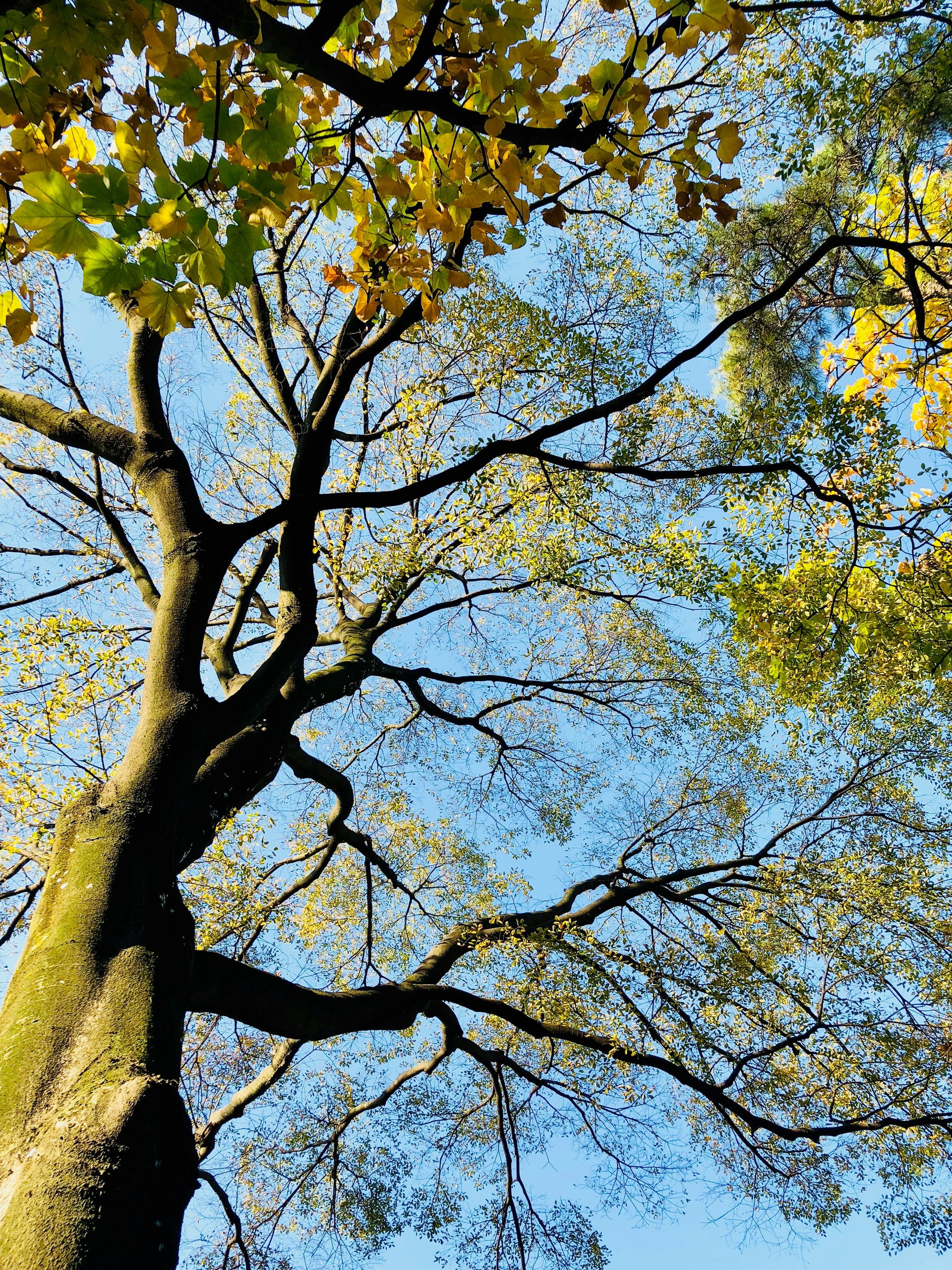 low-angle photography of green trees under clear blue sky during daytime