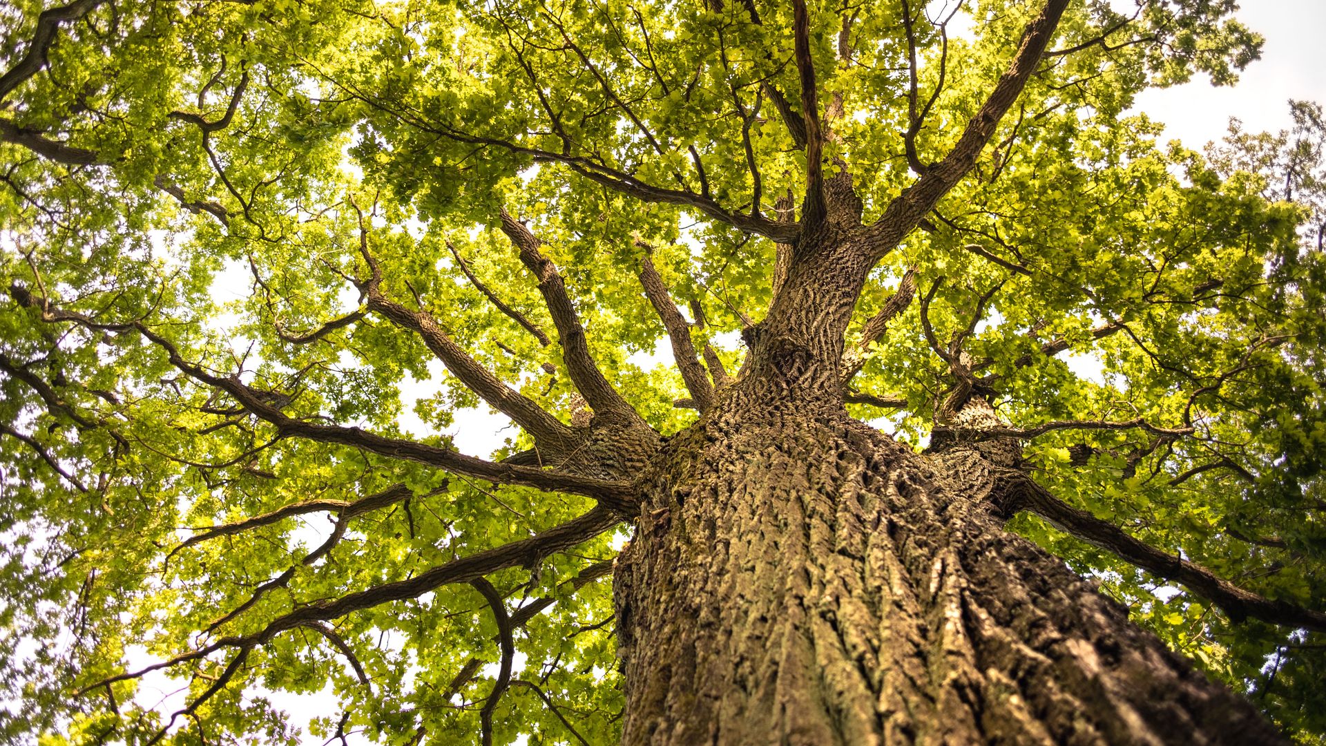 Upward view of a lush oak tree, showcasing its intricate branches and vibrant green leaves.