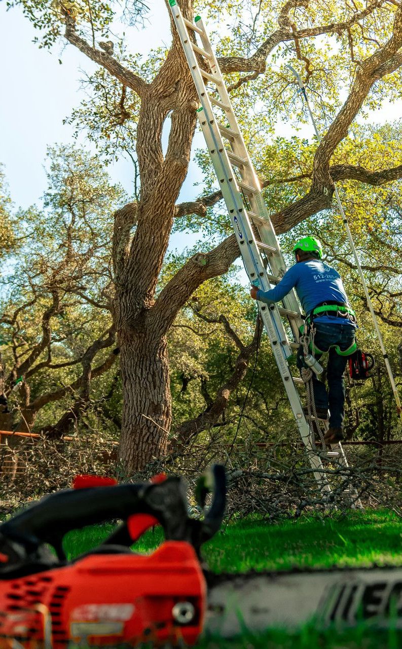 A tree arborist is climbing a ladder to trim branches.